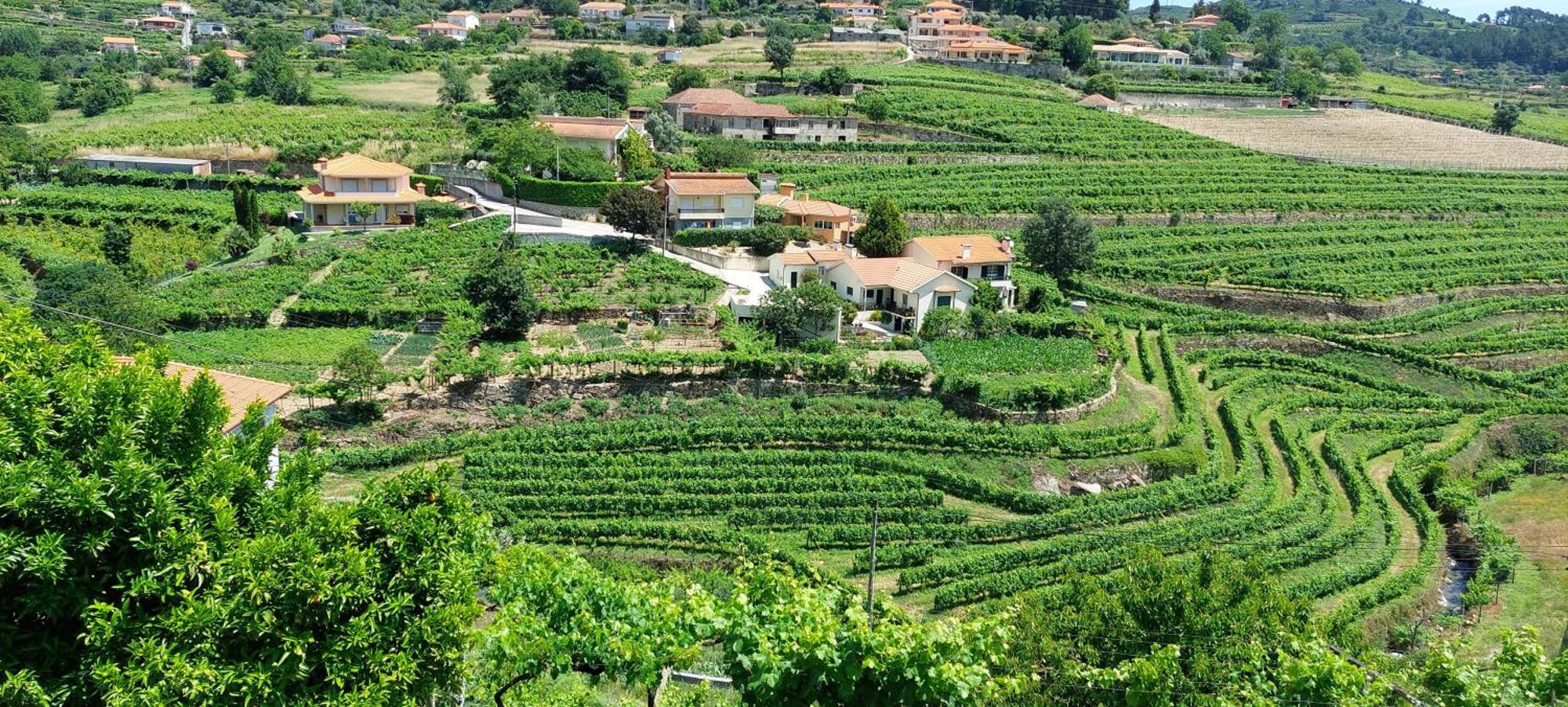 Quinta Dos Castros Douro Villa ไบเยา ภายนอก รูปภาพ