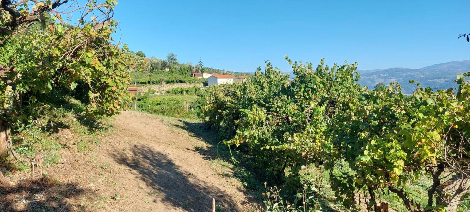 Quinta Dos Castros Douro Villa ไบเยา ภายนอก รูปภาพ