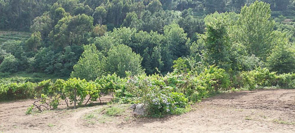 Quinta Dos Castros Douro Villa ไบเยา ภายนอก รูปภาพ