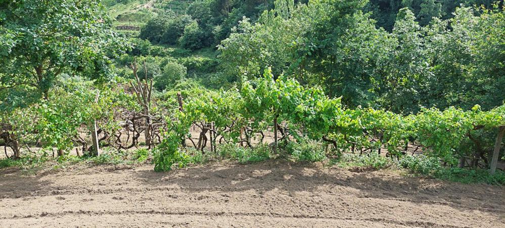 Quinta Dos Castros Douro Villa ไบเยา ภายนอก รูปภาพ